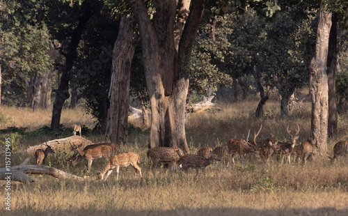 deer in the forest
