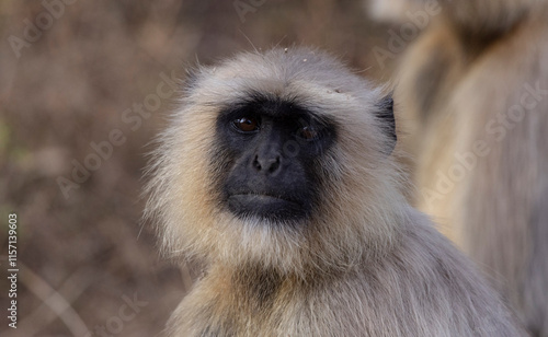 portrait of a Langur monkey photo