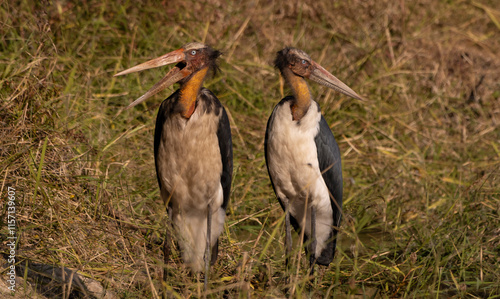 Greater Adjutant