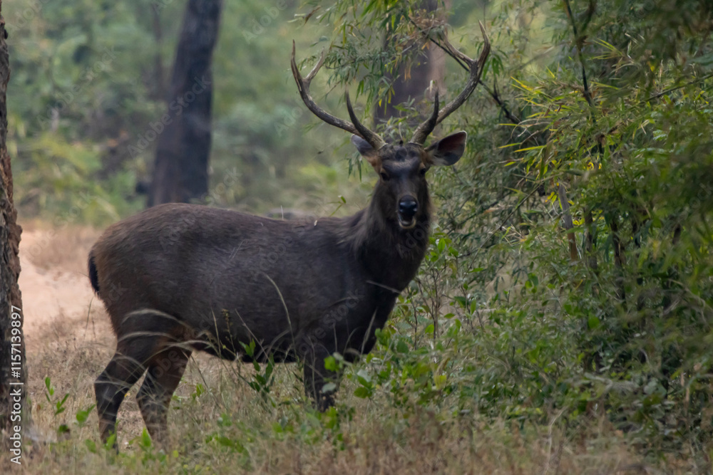 Sambar deer Sambar deer
