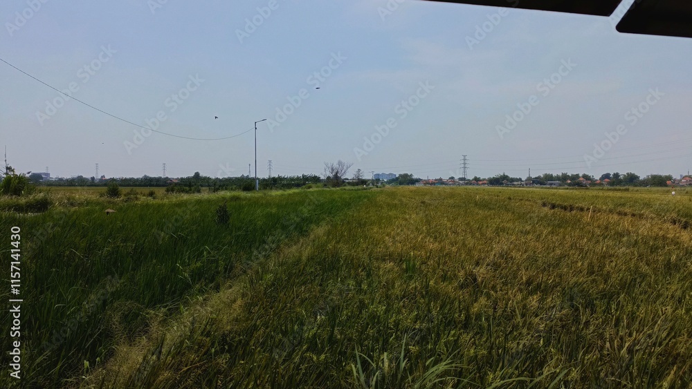 Fototapeta premium Large rice fields ready for harvest