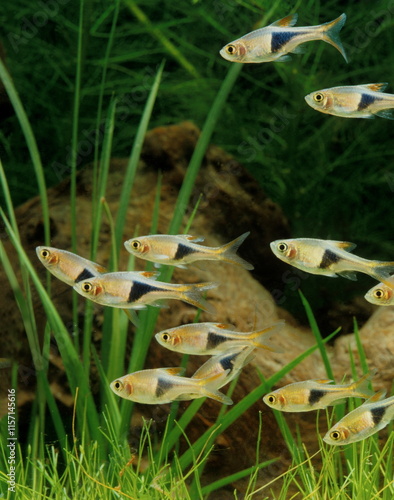 Poisson d'aquarium .