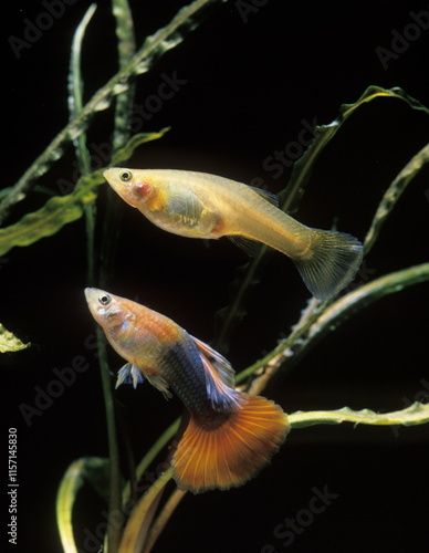 Poisson d'aquarium .
