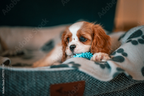 Canvastavla cavalier king charles spaniel