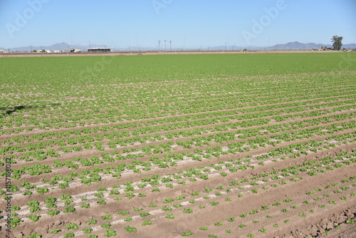 Yuma, AZ. U.S.A. 11/2024.  At the convergence of Arizona, California, Mexico and the Colorado River is Yuma, Arizona, the Winter Lettuce capital of North America. 