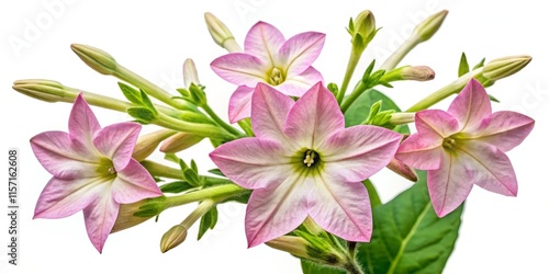 Fragrant Nicotiana Sanderae Flower: Close-up Studio Shot of Isolated Bloom photo