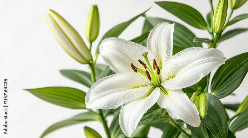 Fototapeta premium Stunning White Lily in Full Bloom