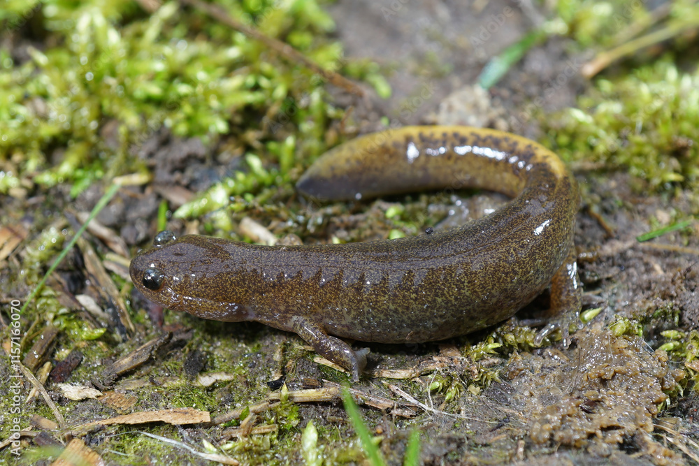 Obraz premium Closeup on a Japanese endemic Misty Salamander, Hynobius nebulosus with it's typical yellow tail