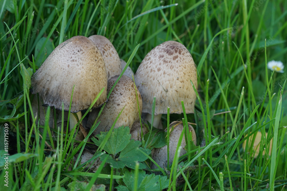 Close up of common ink or inky cap, Coprinus atramentarius in a grassland Close up of common ink or inky cap, Coprinus atramentarius in a grassland