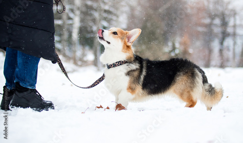 Vászonkép Welsh Corgi dog licking itself in the snow in winter
