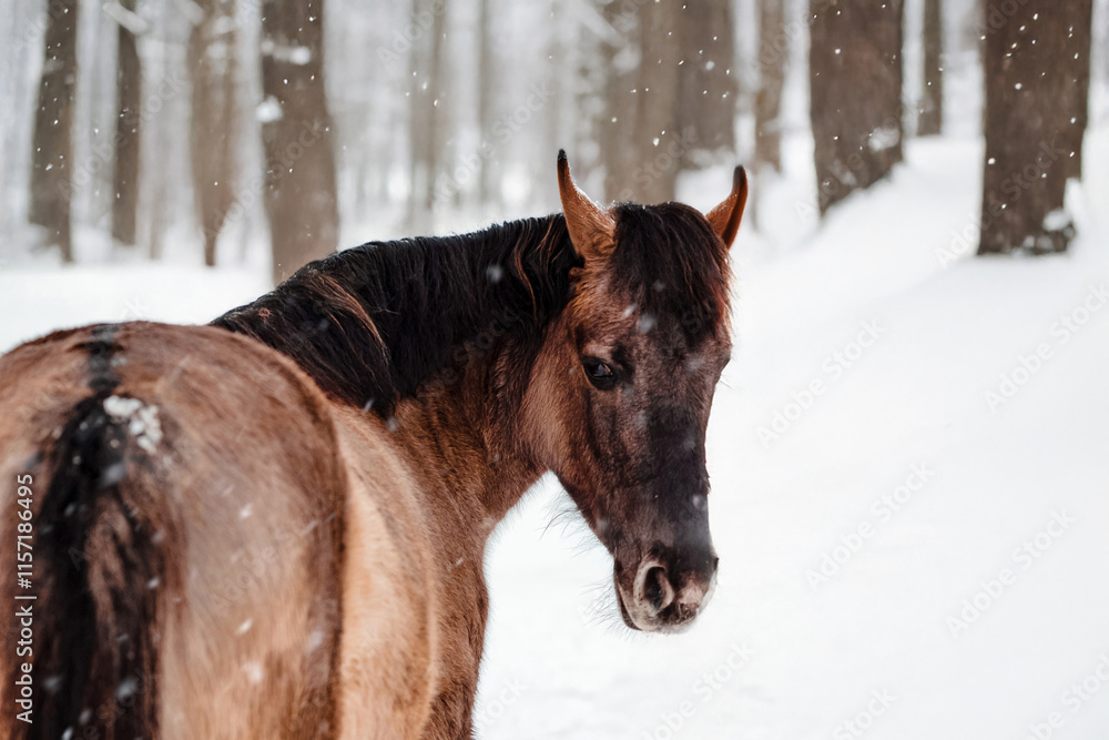 Obraz premium Beautiful brown horse in winter