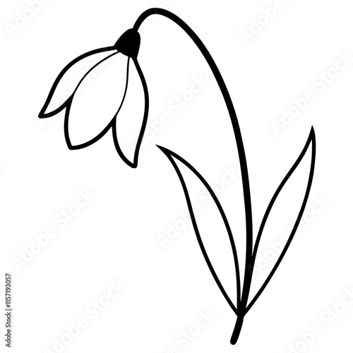 snowdrops