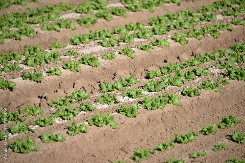 Yuma, AZ. U.S.A. 11/2024.  At the convergence of Arizona, California, Mexico and the Colorado River is Yuma, Arizona, the Winter Lettuce capital of North America. 
