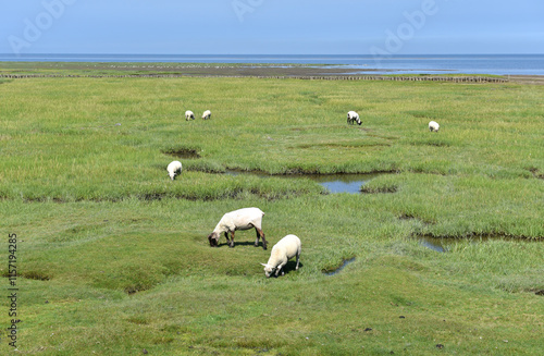 Schafe auf einer Salzwiese an der Nordsee photo