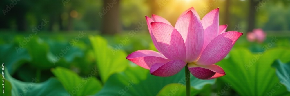 The delicate pink petals of the lotus flower exposed to sunlight in the forest, floral details, foliage The delicate pink petals of the lotus flower exposed to sunlight in the forest, floral details, foliage