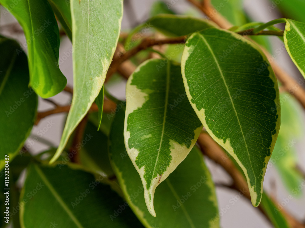 A close-up of a green leaf with fine veins that reflects light, highlighting its texture and the natural beauty of nature A close-up of a green leaf with fine veins that reflects light, highlighting its texture and the natural beauty of nature