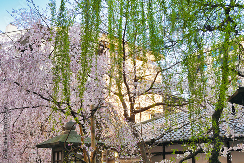 京都 頂法寺 六角堂の美しい枝垂れ桜と柳（日本京都府京都市）Beautiful weeping cherry blossoms and willows at Rokkakudo Temple（Kyoto City, Kyoto Prefecture, Japan） photo