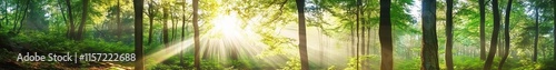 Serene forest scene with sunlight streaming through lush green trees, creating a tranquil and natural atmosphere in an elongated panoramic view.