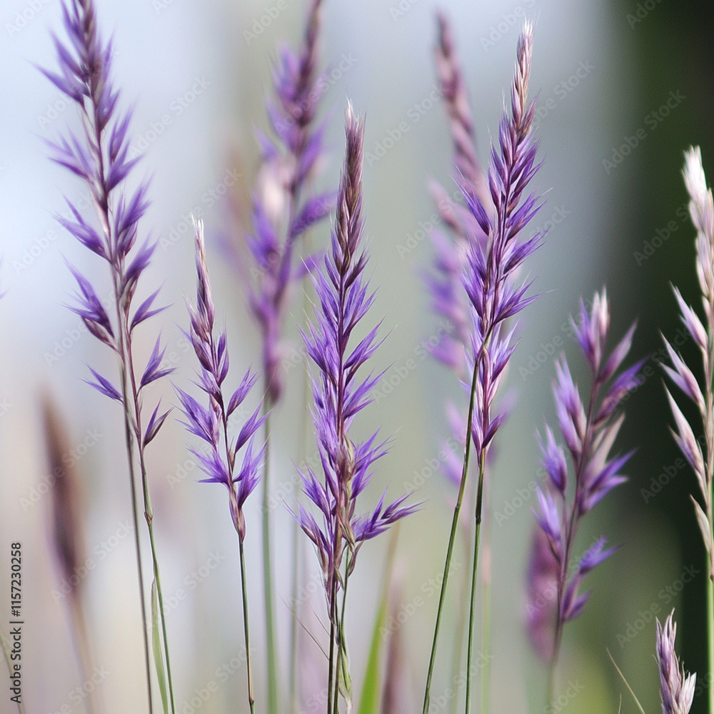 Vibrant purple grass swaying gently in breeze, showcasing delicate spikes and soft, natural beauty. This scene captures essence of serene outdoor environment