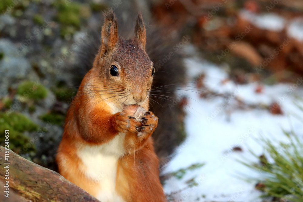 Fototapeta premium Squirrel