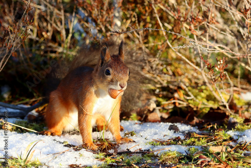 Photography Squirrel