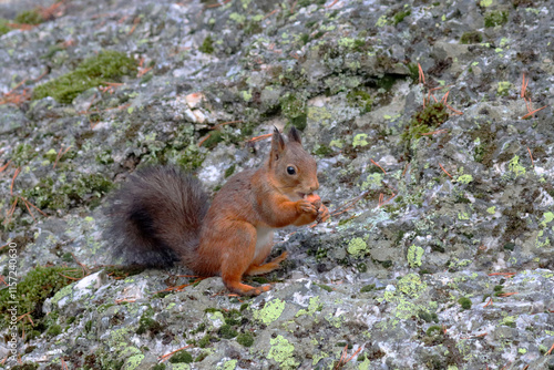 Photography Squirrel