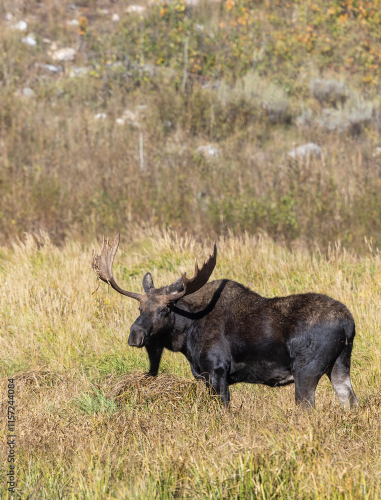 Bull Moose During the Rut in Wyoming in Autumn Bull Moose During the Rut in Wyoming in Autumn