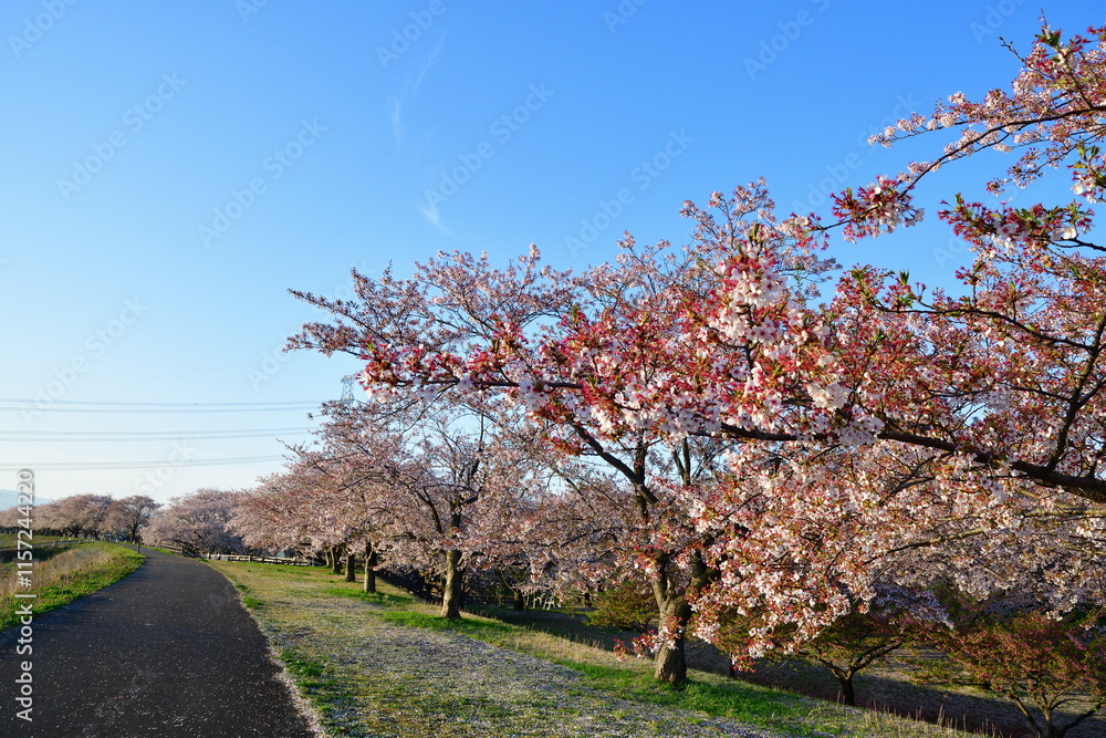 加治川治水公園の桜並木（新潟県）