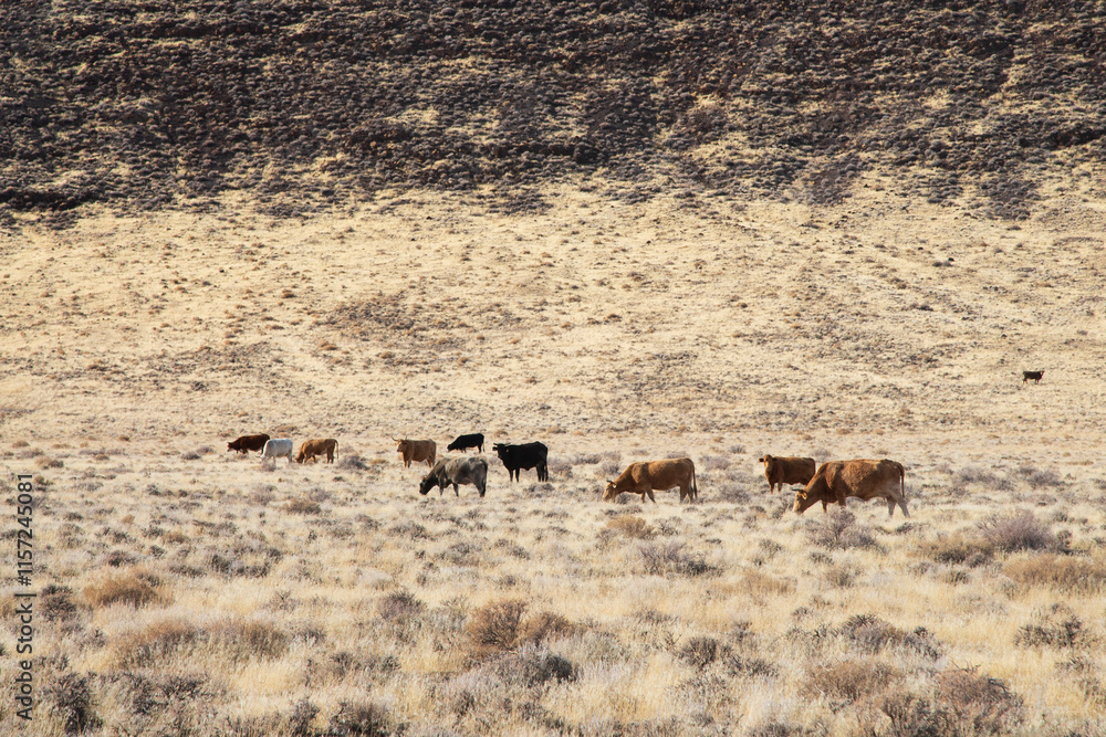 Fototapeta premium Herd of cattle on the northern Nevada open range near the Pyramid Lake Reservation/Fish Springs