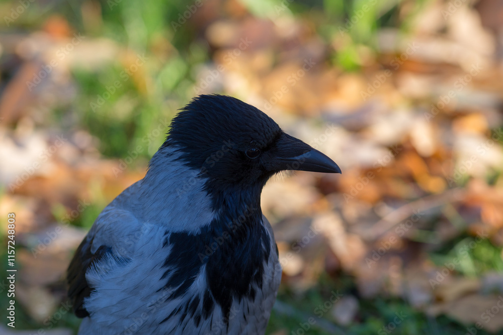 Obraz premium portrait of a crow closeup