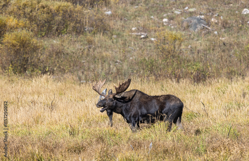 Naklejka premium Bull Moose During the Rut in Wyoming in Autumn