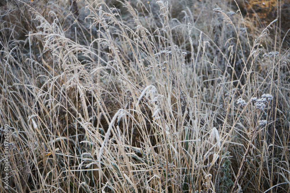 Fototapeta premium łąka ,trawa,zima 