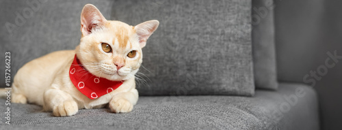 Cream Burmese cat with amber eyes resting on a gray sofa.