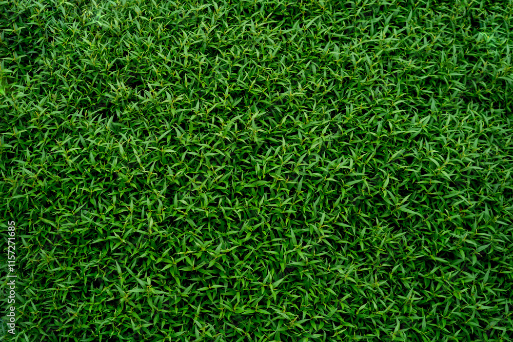 A lush green field with many grass blades. The grass is very green and the field is very large A lush green field with many grass blades. The grass is very green and the field is very large