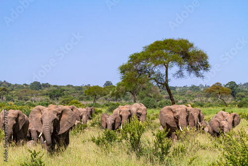 Herd of elephants  from Tarangire. Tanzanya, Africa