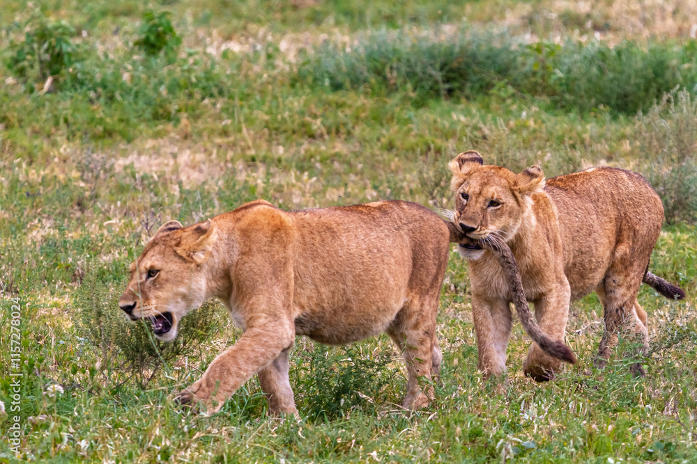 Fototapeta premium Landscape with lions. Small cub. Serengeti, Tanzanya
