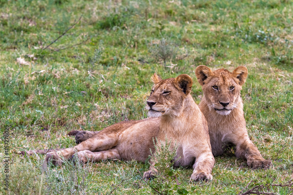 Landscape with lions. Small cub. Serengeti, Tanzanya Landscape with lions. Small cub. Serengeti, Tanzanya