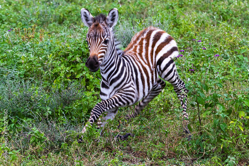 Photos Newborn zebra calf. Tangarire, Tanzania