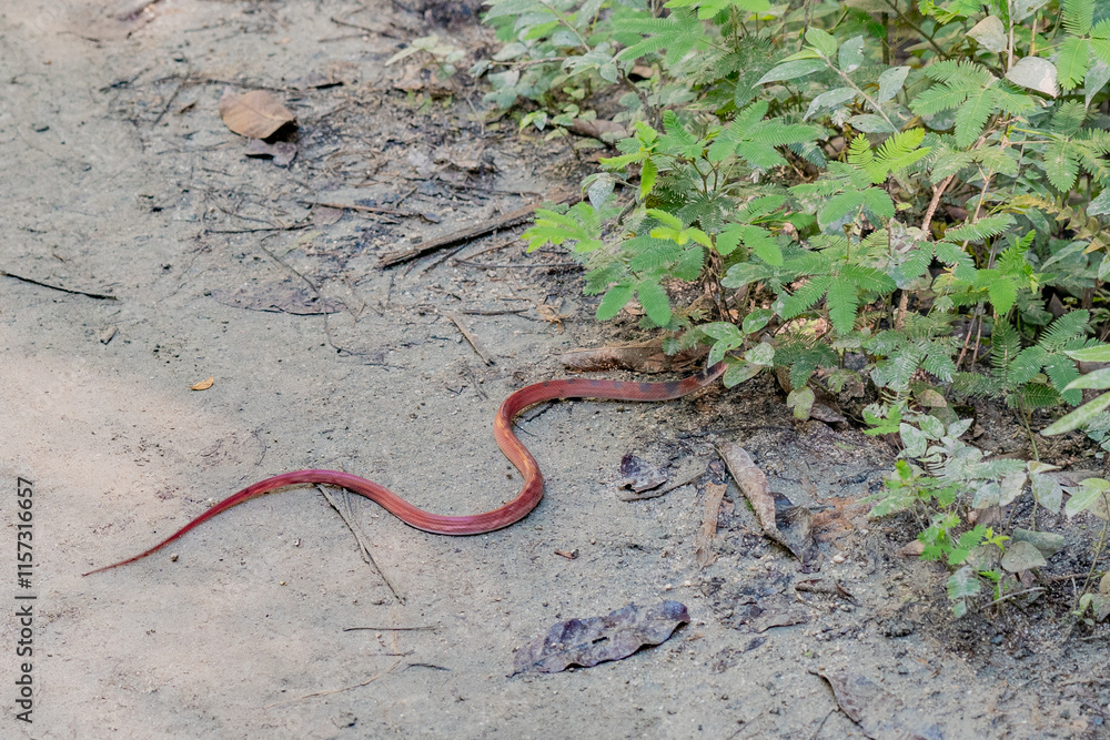 Snake in the wild slipping away. Snake in the wild slipping away.