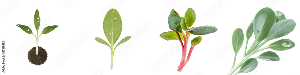 Fototapeta premium Green Seedlings with Water Droplets Showcasing Growth Stages in a Fresh and Natural Environment