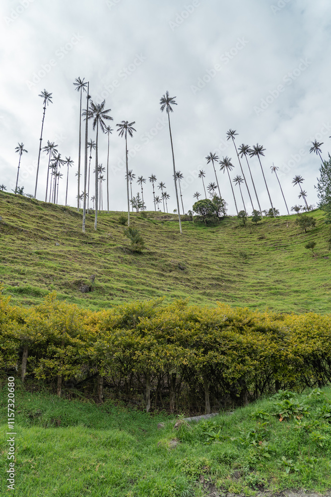 Fototapeta premium Palm trees in the mountains of Salento. 