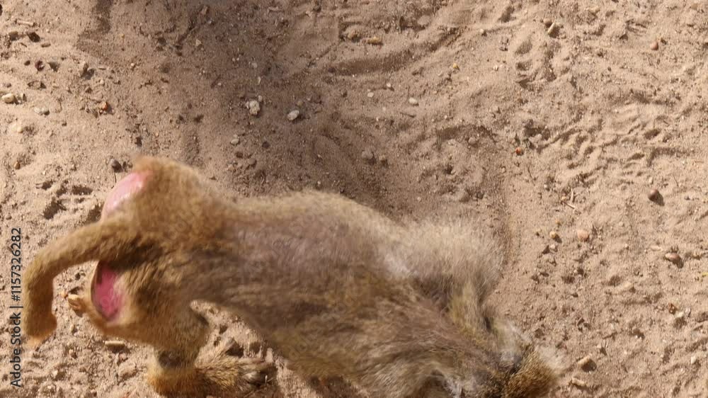 Yellow baboon (Papio cynocephalus) digs in the sand. The primate demonstrates natural behavior in the wild. Captivating scene of African wildlife in its natural environment. Yellow baboon (Papio cynocephalus) digs in the sand. The primate demonstrates natural behavior in the wild. Captivating scene of African wildlife in its natural environment.