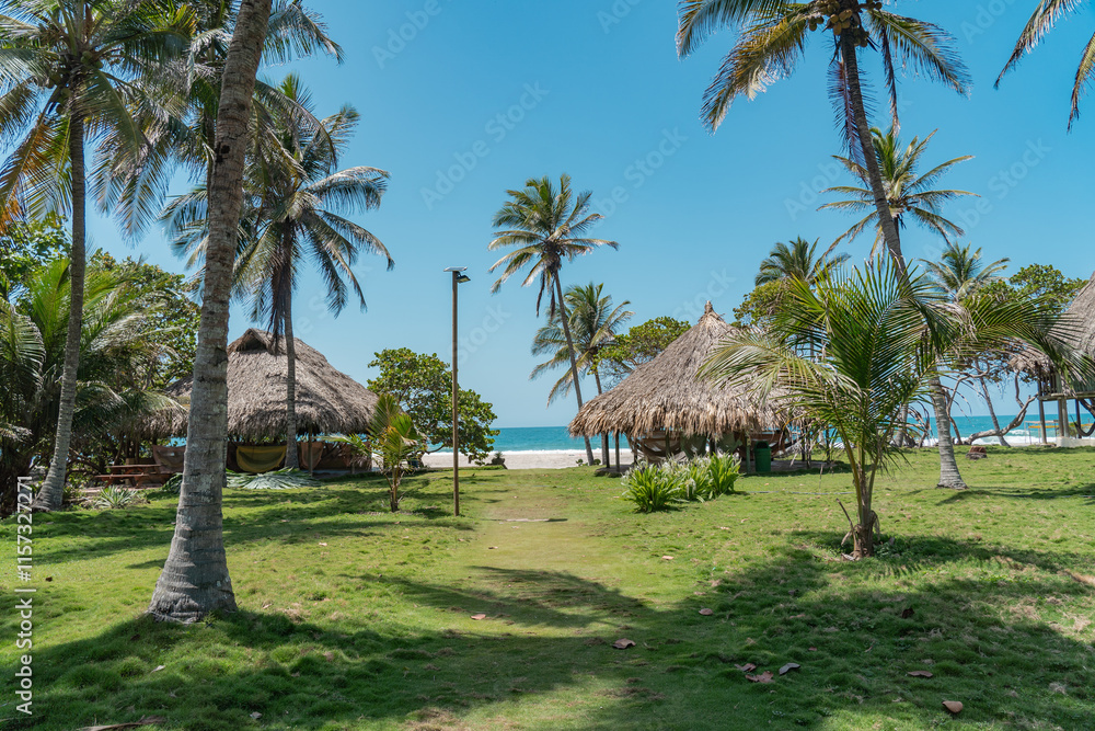 Palm trees in the jungle of Tayrona National Park in Colombia, South America. Palm trees in the jungle of Tayrona National Park in Colombia, South America.