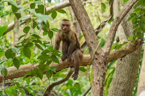 Photography Wild monkey in the jungle of Tayrona National Park in Colombia.