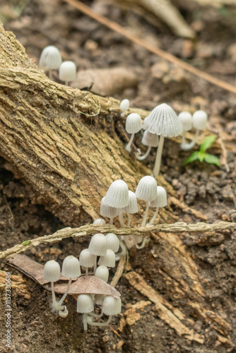 Mushrooms in Tayrona National Park in Colombia. The mushrooms growing out of the ground in the jungle.  photo