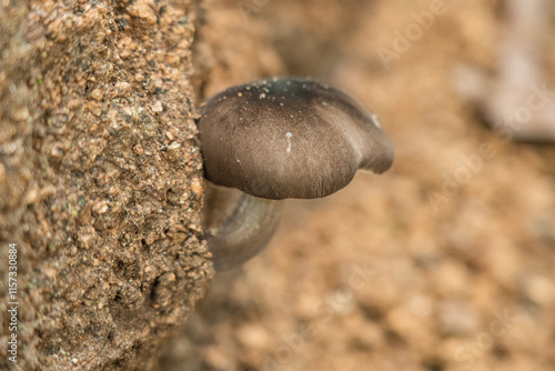 Mushrooms in Tayrona National Park in Colombia. The mushrooms growing out of the ground in the jungle.  photo