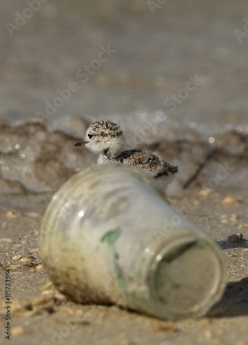 Kentish Plover chick behind a plastic glass at Busiateen coast, Bahrain photo