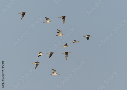 Common Greenshank flying at mameer creek, Bahrain photo