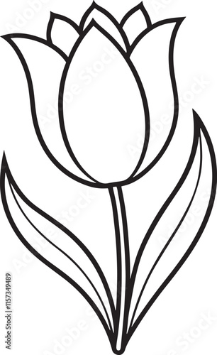 tulip flower with a white background