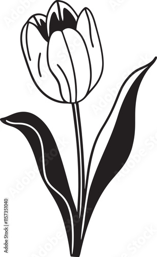 tulip flower with a white background